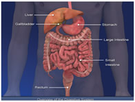 Custom Illustrations